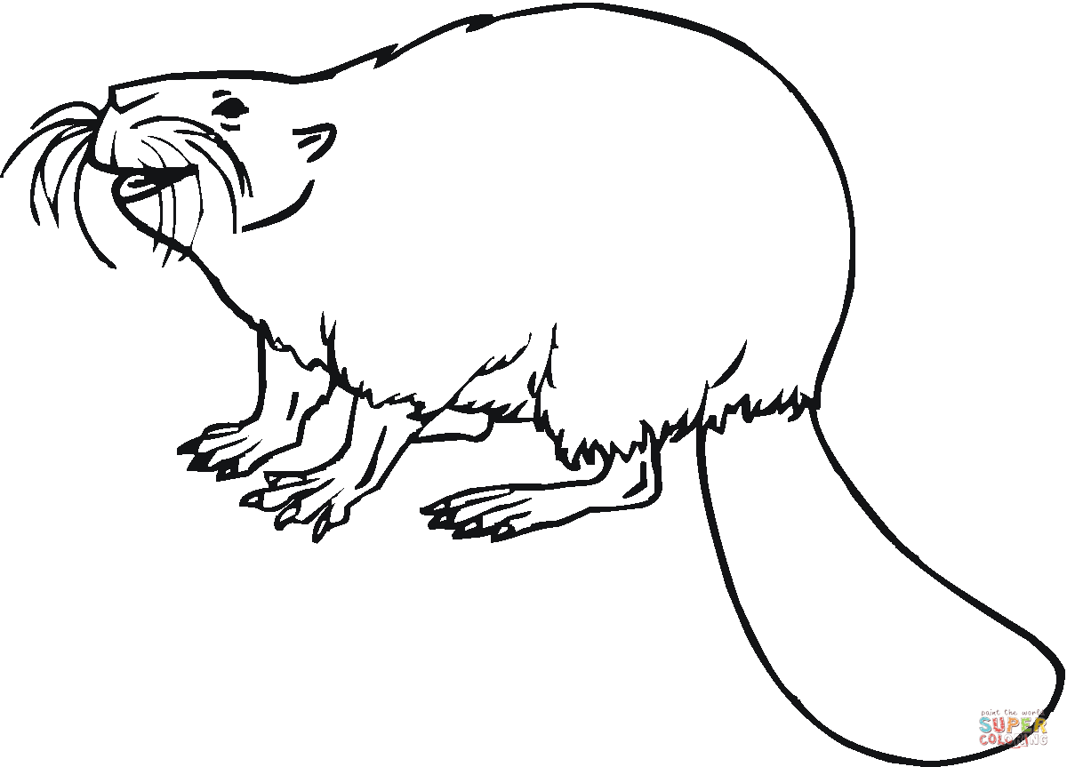 着色页: 海狸 (动物) #1623 - 免费可打印着色页