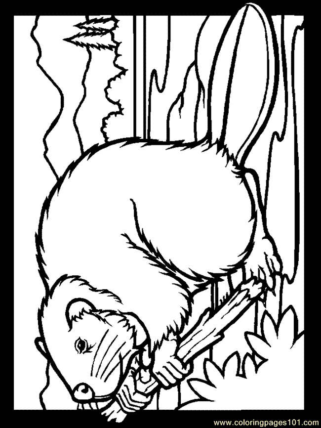 着色页: 海狸 (动物) #1632 - 免费可打印着色页