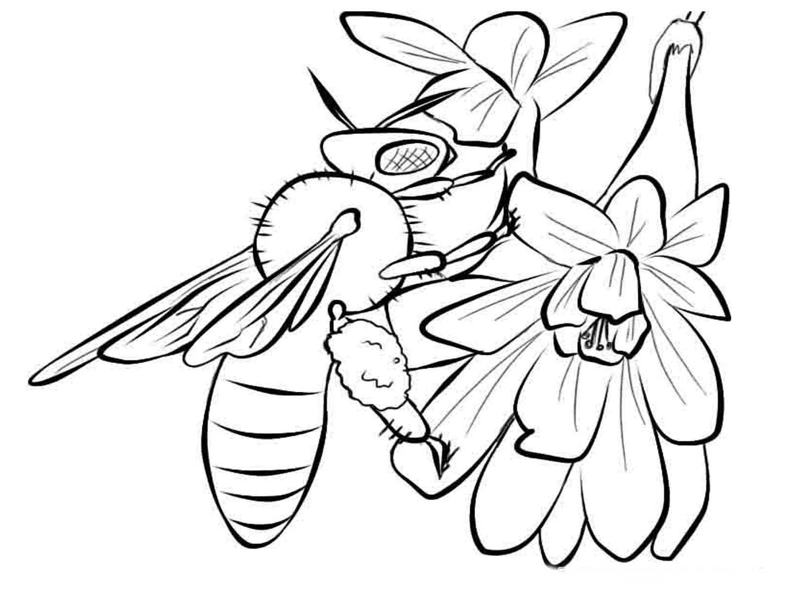 着色页: 蜜蜂 (动物) #138 - 免费可打印着色页