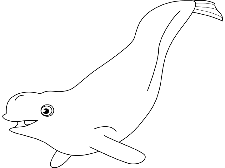 着色页: 白鲸 (动物) #1042 - 免费可打印着色页