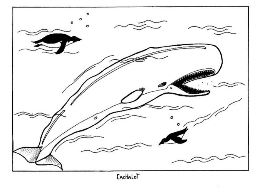 着色页: 白鲸 (动物) #1046 - 免费可打印着色页