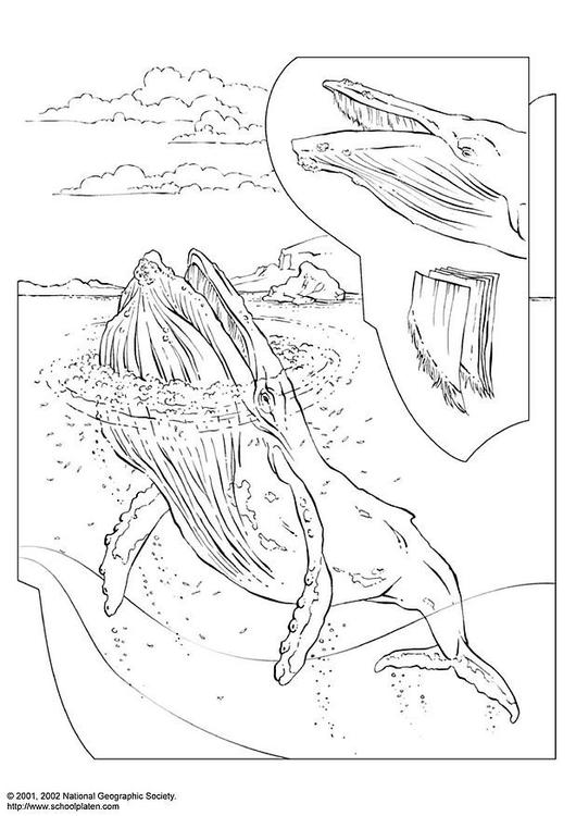 着色页: 白鲸 (动物) #1052 - 免费可打印着色页