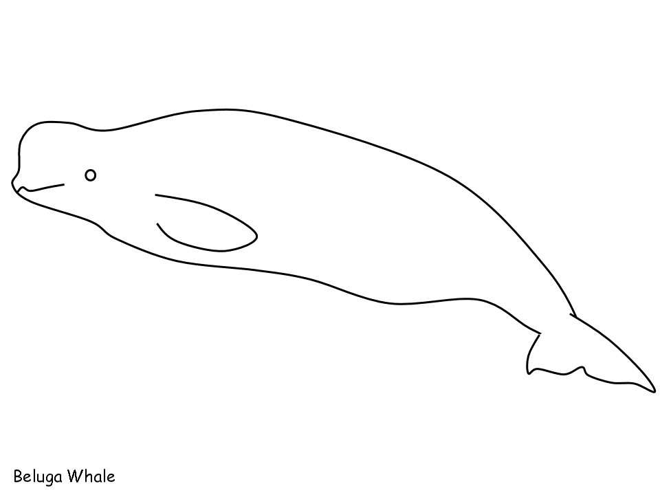 着色页: 白鲸 (动物) #1067 - 免费可打印着色页
