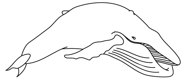 着色页: 白鲸 (动物) #1086 - 免费可打印着色页