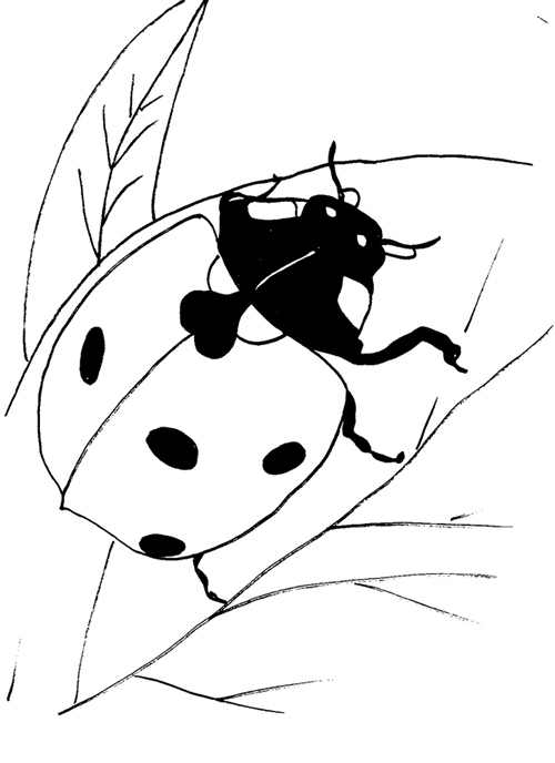 着色页: 瓢虫 (动物) #3432 - 免费可打印着色页