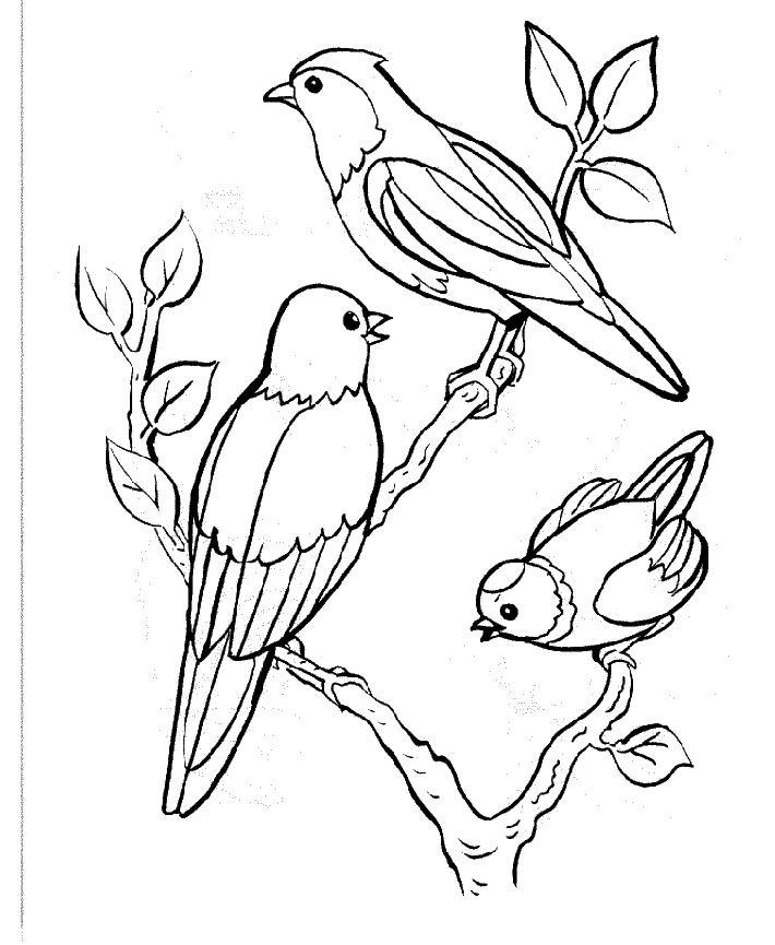 着色页: 鸟类 (动物) #11841 - 免费可打印着色页