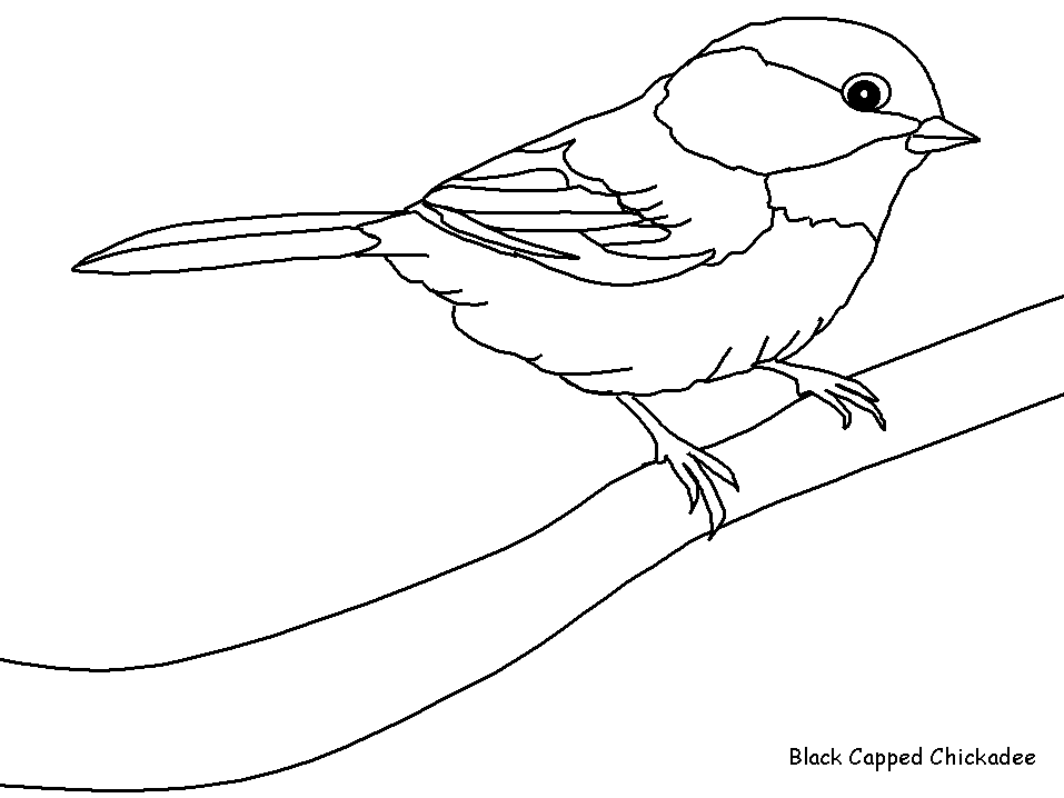着色页: 鸟类 (动物) #11845 - 免费可打印着色页
