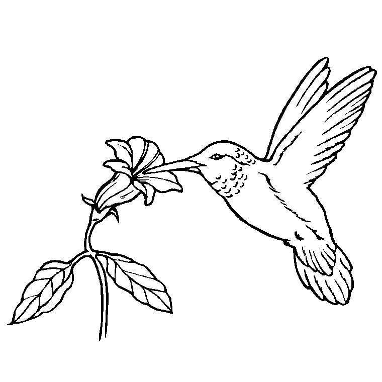 着色页: 鸟类 (动物) #11852 - 免费可打印着色页
