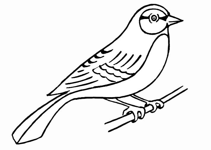 着色页: 鸟类 (动物) #11861 - 免费可打印着色页