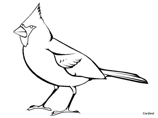 着色页: 鸟类 (动物) #11870 - 免费可打印着色页
