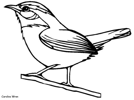 着色页: 鸟类 (动物) #11882 - 免费可打印着色页