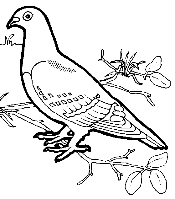 着色页: 鸟类 (动物) #11902 - 免费可打印着色页