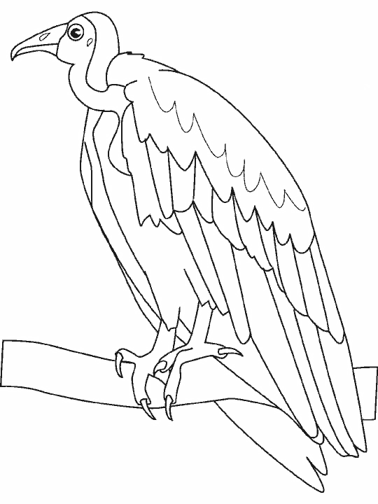 着色页: 鸟类 (动物) #11914 - 免费可打印着色页