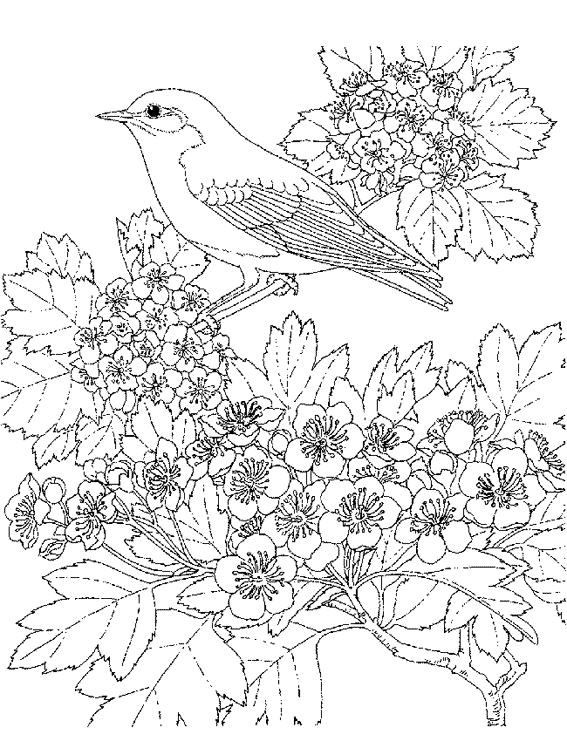 着色页: 鸟类 (动物) #11916 - 免费可打印着色页