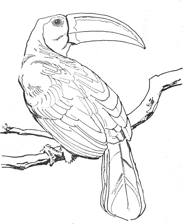 着色页: 鸟类 (动物) #11919 - 免费可打印着色页