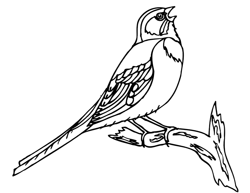 着色页: 鸟类 (动物) #11922 - 免费可打印着色页