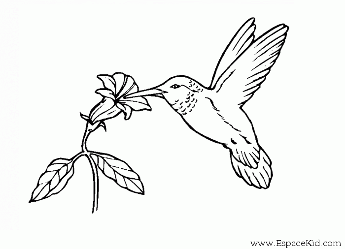 着色页: 鸟类 (动物) #11925 - 免费可打印着色页