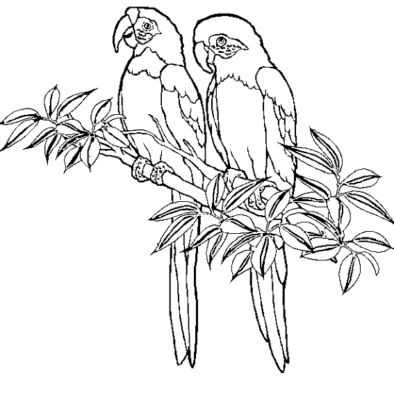 着色页: 鸟类 (动物) #11927 - 免费可打印着色页