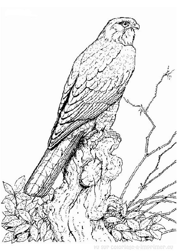 着色页: 鸟类 (动物) #11935 - 免费可打印着色页