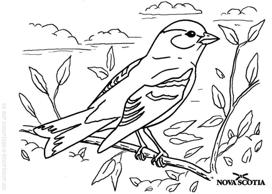 着色页: 鸟类 (动物) #11936 - 免费可打印着色页