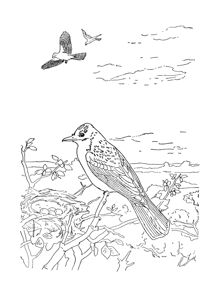 着色页: 鸟类 (动物) #11938 - 免费可打印着色页