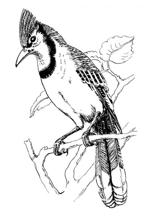 着色页: 鸟类 (动物) #11964 - 免费可打印着色页