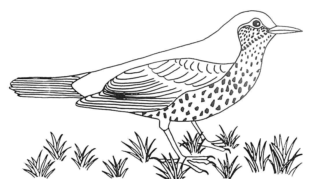 着色页: 鸟类 (动物) #11973 - 免费可打印着色页