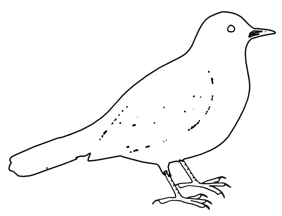 着色页: 鸟类 (动物) #11977 - 免费可打印着色页