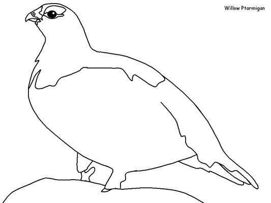 着色页: 鸟类 (动物) #11991 - 免费可打印着色页