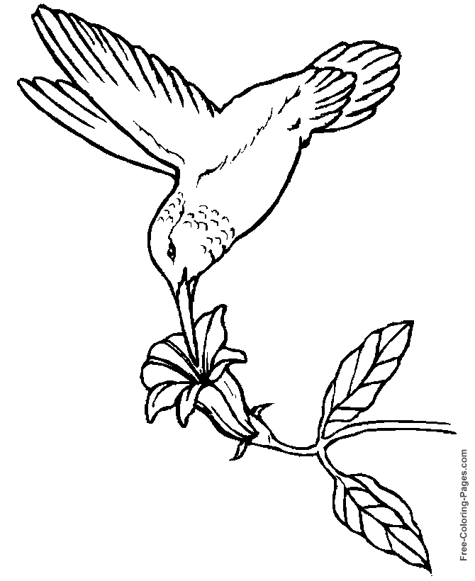 着色页: 鸟类 (动物) #11994 - 免费可打印着色页