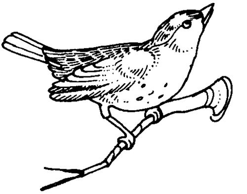 着色页: 鸟类 (动物) #11996 - 免费可打印着色页