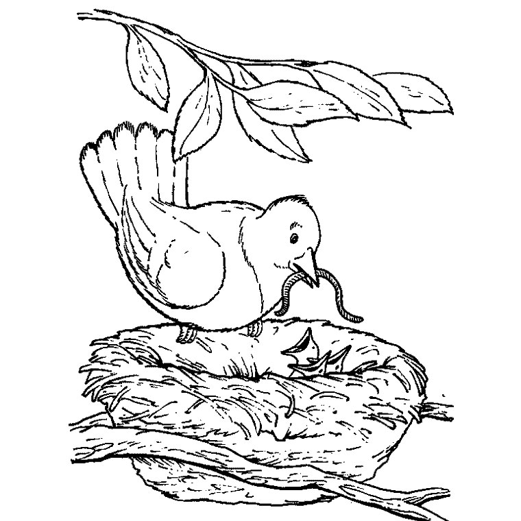 着色页: 鸟类 (动物) #11997 - 免费可打印着色页