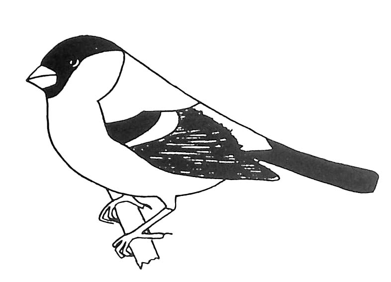 着色页: 鸟类 (动物) #12019 - 免费可打印着色页