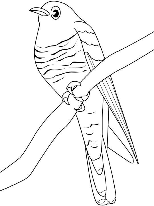 着色页: 鸟类 (动物) #12041 - 免费可打印着色页