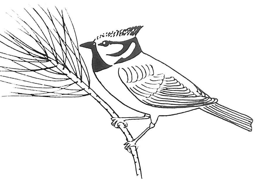 着色页: 鸟类 (动物) #12048 - 免费可打印着色页