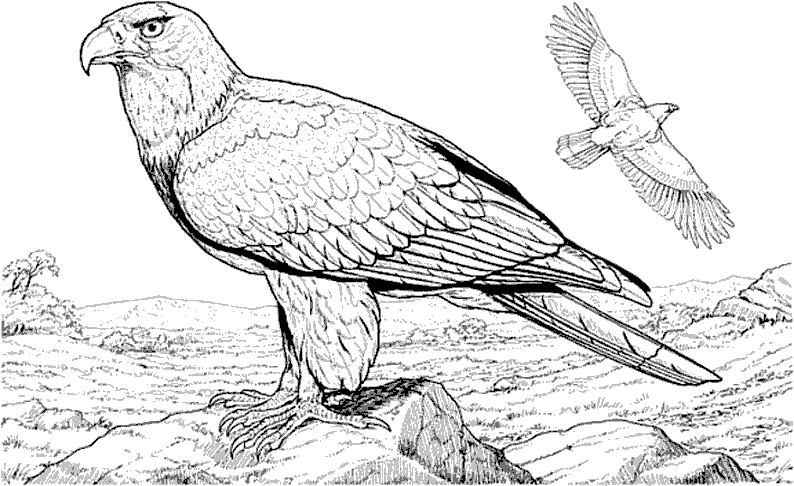 着色页: 鸟类 (动物) #12051 - 免费可打印着色页