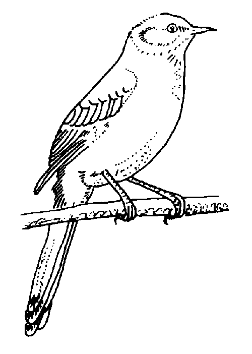 着色页: 鸟类 (动物) #12060 - 免费可打印着色页
