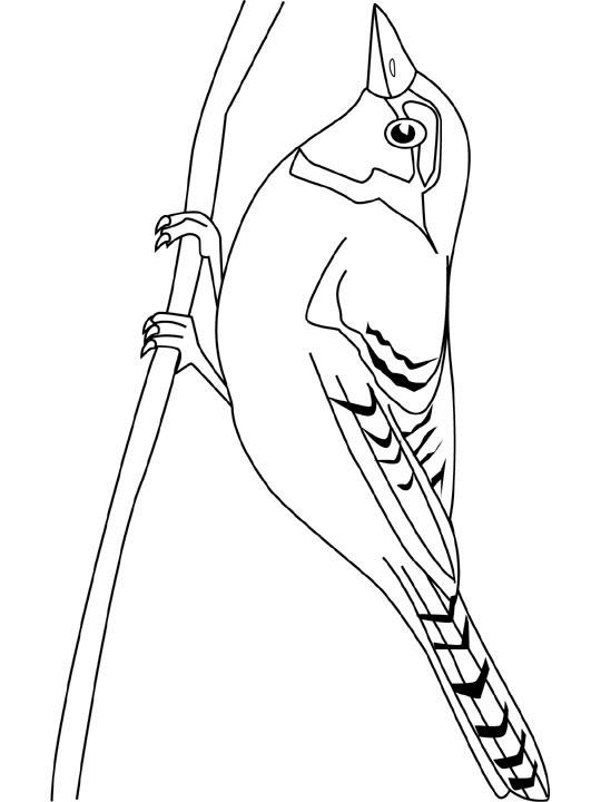 着色页: 鸟类 (动物) #12063 - 免费可打印着色页
