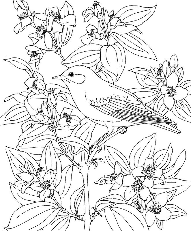 着色页: 鸟类 (动物) #12108 - 免费可打印着色页