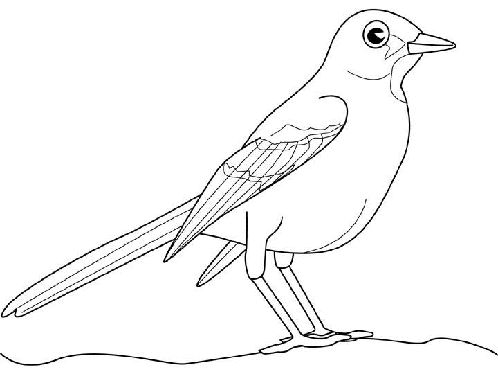 着色页: 鸟类 (动物) #12131 - 免费可打印着色页