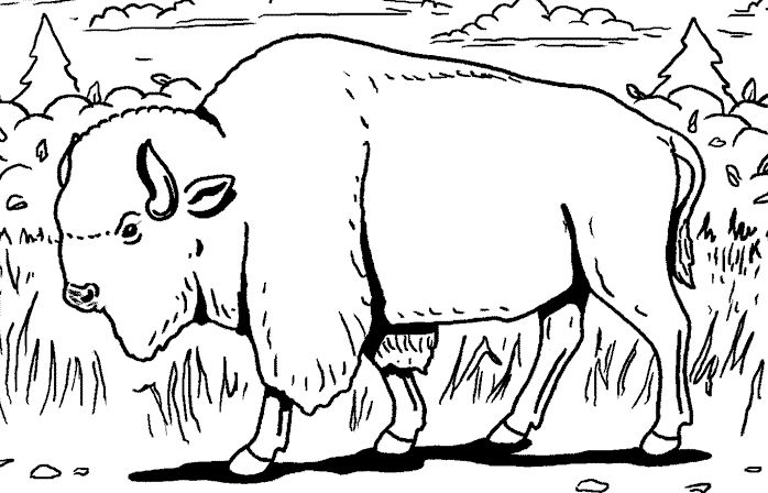 着色页: 野牛 (动物) #1193 - 免费可打印着色页