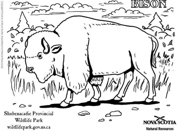 着色页: 野牛 (动物) #1202 - 免费可打印着色页
