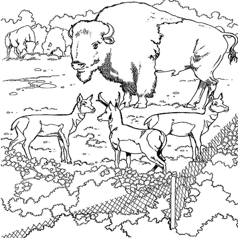 着色页: 野牛 (动物) #1209 - 免费可打印着色页