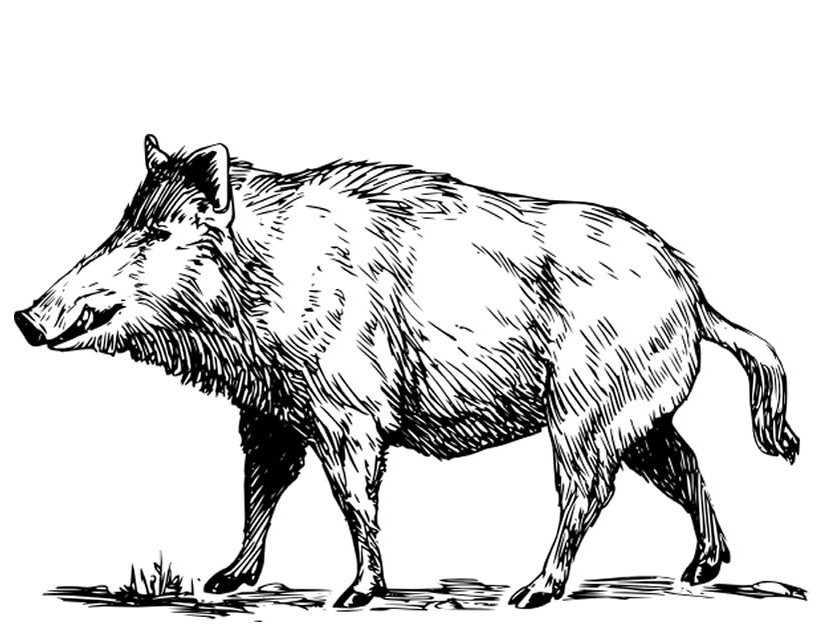 着色页: 野猪 (动物) #14641 - 免费可打印着色页