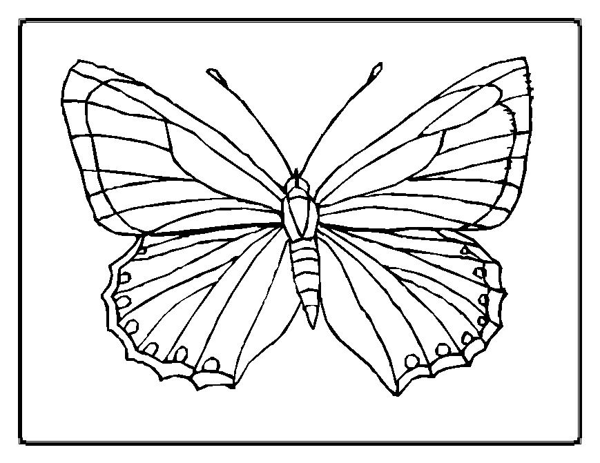 着色页: 蝴蝶 (动物) #15663 - 免费可打印着色页