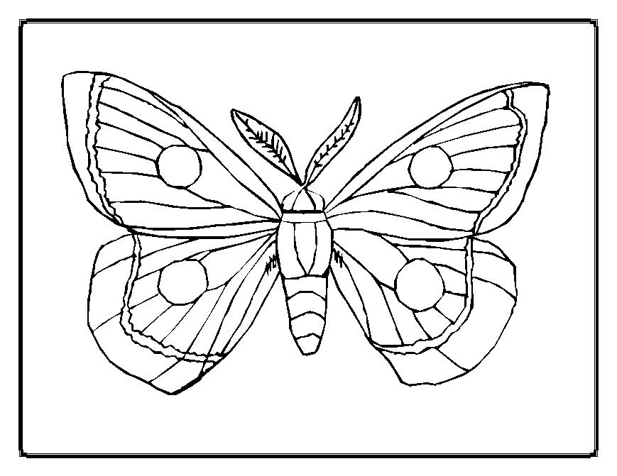 着色页: 蝴蝶 (动物) #15667 - 免费可打印着色页