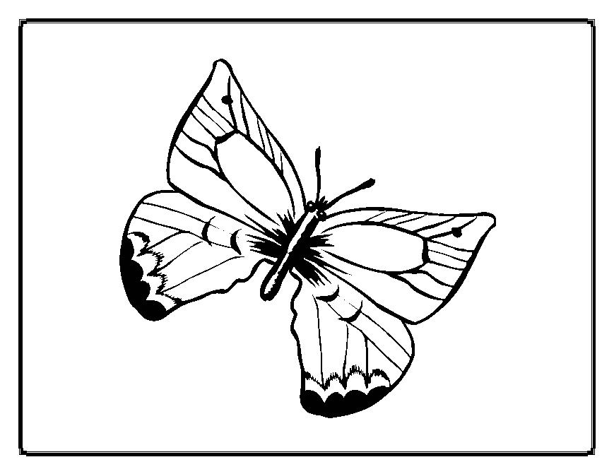 着色页: 蝴蝶 (动物) #15687 - 免费可打印着色页