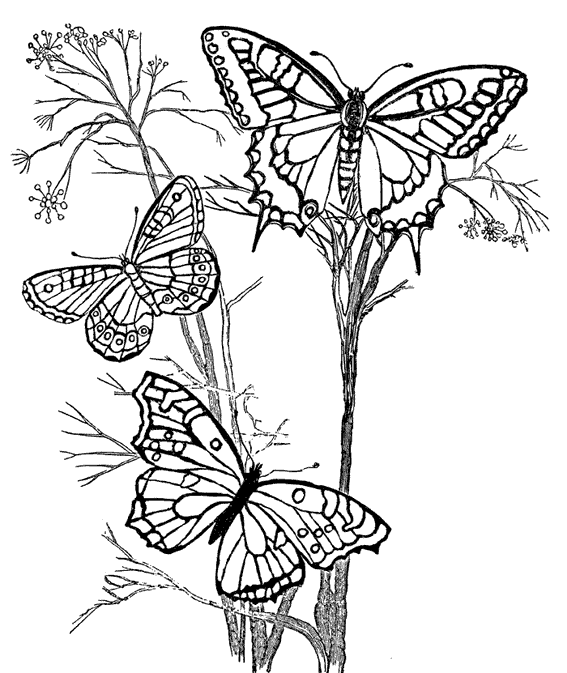 着色页: 蝴蝶 (动物) #15716 - 免费可打印着色页