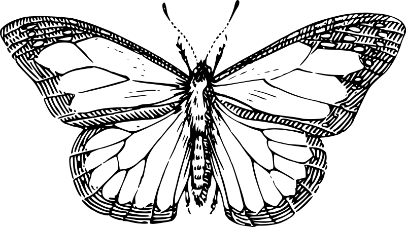 着色页: 蝴蝶 (动物) #15761 - 免费可打印着色页