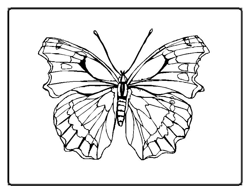 着色页: 蝴蝶 (动物) #15774 - 免费可打印着色页